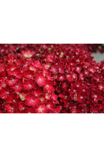 Гортензія Шлосс Вакербарт колір квітів на лужних грунтах